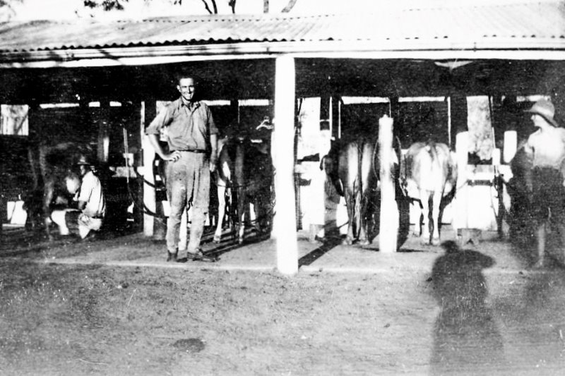 1930s. Beaumont family milking sheds at Rannes, Central Queensland. Photo source: Beaumont Family archives.