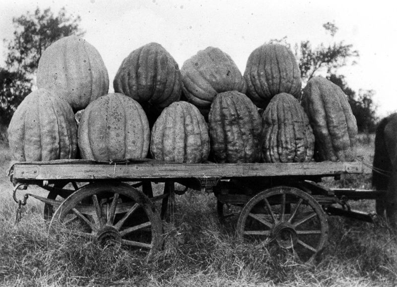 1945. Wagon loaded with cattle pumpkins (fodder). 